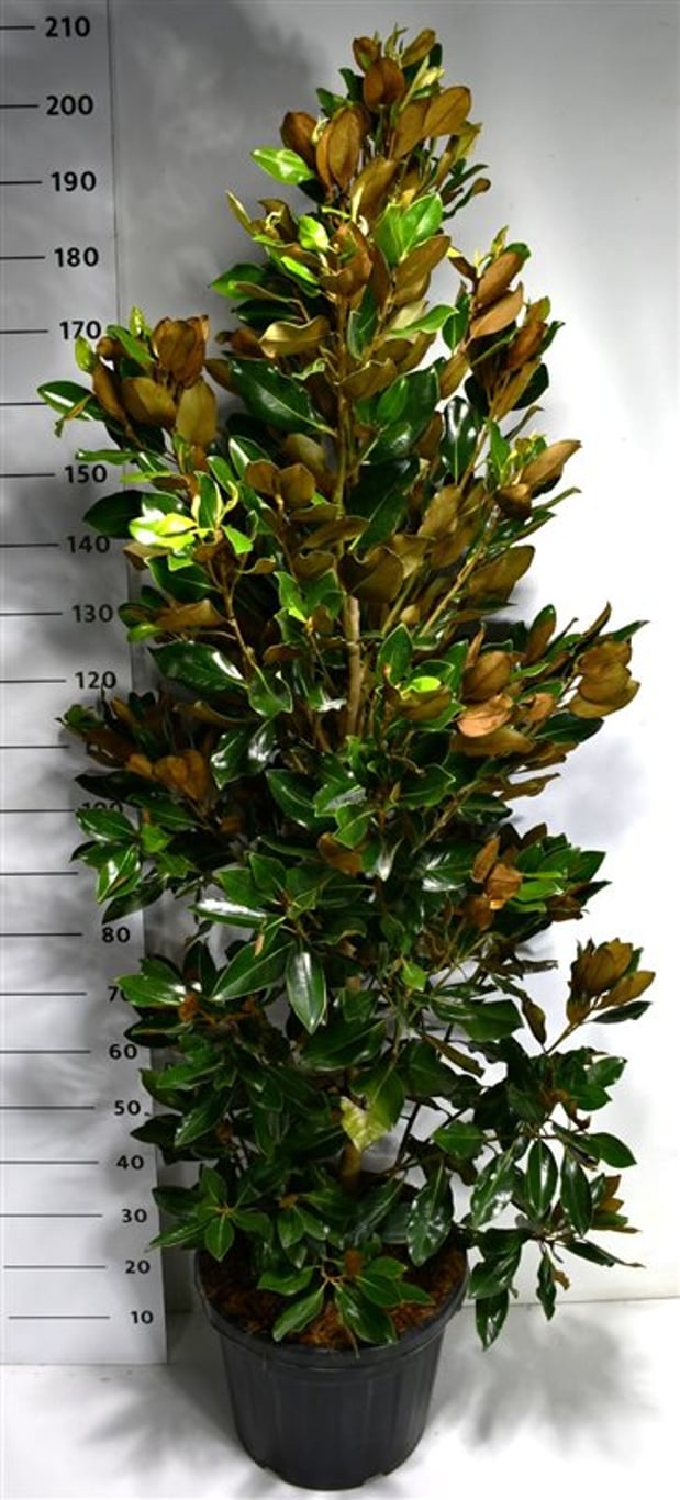 Magnolia grand. 'Little Gem' - C35 150-175 CM